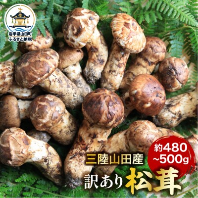 ≪2026年先行予約 9月中旬～11月下旬発送予定≫ 三陸山田産 訳あり 松茸 約480g～500g