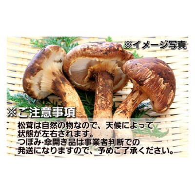 ≪2026年先行予約 9月中旬～11月下旬発送予定≫ 三陸山田産 訳あり 松茸 約480g～500g