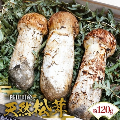 ≪2026年先行予約≫「茸の匠」が採る 三陸山田産 松茸 約120g 【芳賀榮三きのこ園】