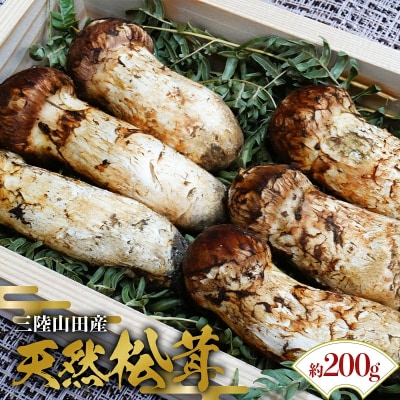 ≪2026年先行予約≫「茸の匠」が採る 三陸山田産 松茸 約200g 【芳賀榮三きのこ園】