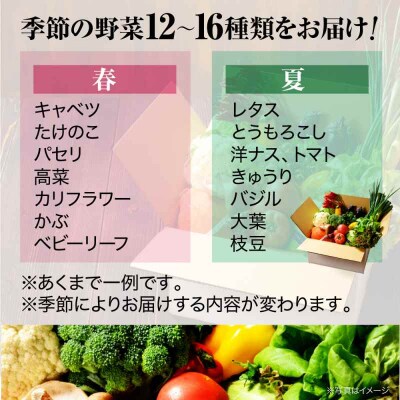 栽培期間中農薬不使用!大満足 旬のお野菜セット [AGBX003]