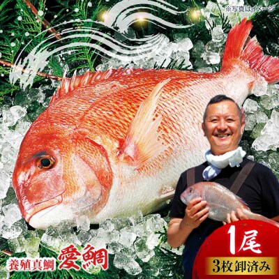 【冷凍】国内上級 養殖 真鯛 『愛鯛』1尾(3枚卸済 フィレ2枚 お頭付き) [AGDA001]