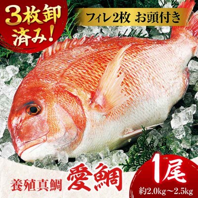 【冷凍】国内上級 養殖 真鯛 『愛鯛』1尾(3枚卸済 フィレ2枚 お頭付き) [AGDA001]