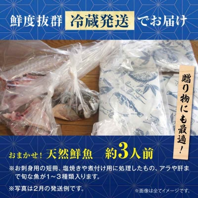 【下処理済み・冷蔵】 おまかせ!天然鮮魚3人前 [AGBP008]