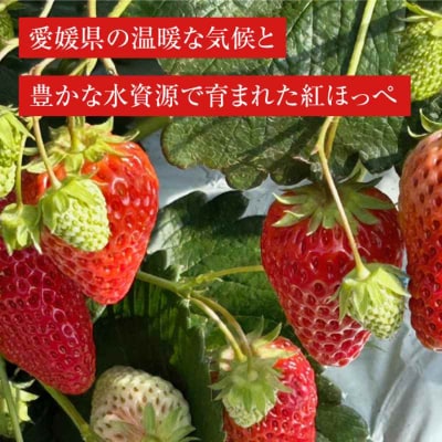 【先行受付】【1月上旬から順次発送】食べる宝石 紅ほっぺ 24粒 1箱[AGAR001]