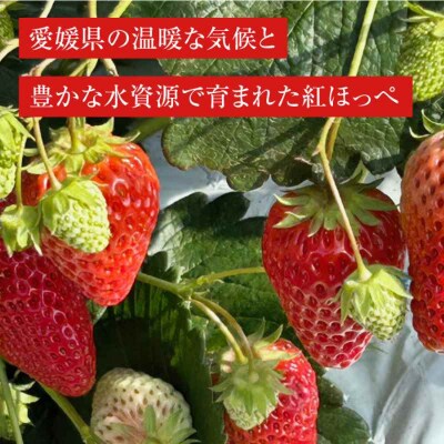 【先行受付】【1月上旬から順次発送】食べる宝石 紅ほっぺ 24粒×3箱[AGAR003]