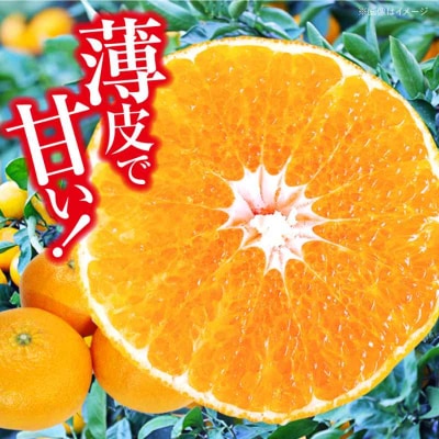 【贈答用】【先行受付】【1月下旬より順次発送】甘平 2.5kg L・2Lサイズ [AGAR014]