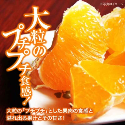 【先行受付】【2月上旬から順次発送】甘平 3L-5L 約2.5kg 7-10個 [AGBA006]
