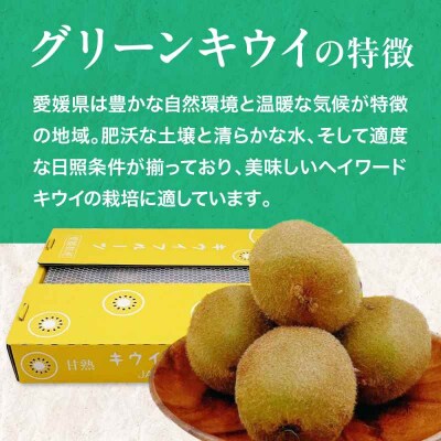 【先行受付】【1月下旬から順次発送】グリーンキウイ 24玉-27玉入 [AGBA009]