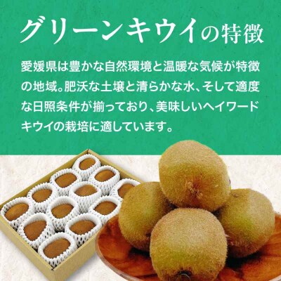 【先行受付】【1月下旬から順次発送】グリーンキウイ 10玉-12玉入 [AGBA016]