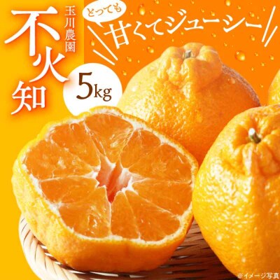 【先行受付】【3月上旬から順次発送】優しい酸味とで強いあま味!不知火 5kg [AGBC003]