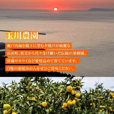 【先行受付】【11月中旬より順次配送】グリーンキウイ 10kg [AGBC008]