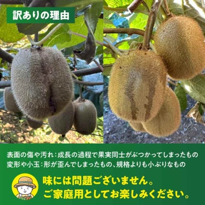 【先行受付】【11月中旬から順次発送】【訳あり】グリーンキウイ 2kg [AGBC011]