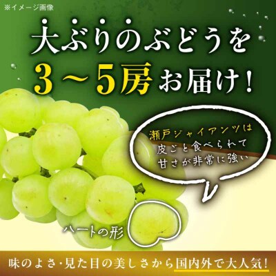 【先行受付】【9月上旬より順次発送】瀬戸ジャイアンツ2kg 3-5房 [AGBN005]
