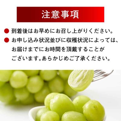 【先行受付】【9月上旬より順次発送】瀬戸ジャイアンツ2kg 3-5房 [AGBN005]