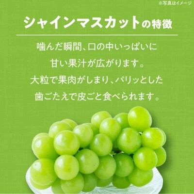 【先行受付】【9月上旬より順次発送】秀品 シャインマスカット約2kg 3-5房 [AGBN006]