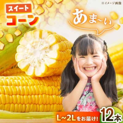 【先行受付】【6月上旬より順次発送】あま-いスイートコーン L-2L 12本[AGBN007]