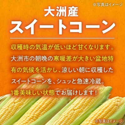 【先行受付】【6月上旬より順次発送】あま-いスイートコーン L-2L 12本[AGBN007]