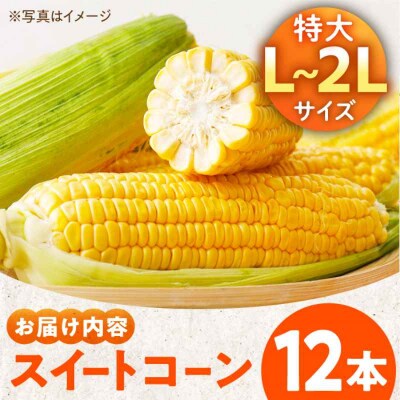 【先行受付】【6月上旬より順次発送】あま-いスイートコーン L-2L 12本[AGBN007]