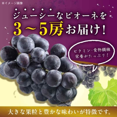 【先行受付】【8月下旬より順次発送】種無しピオーネ2kg(3-5房) [AGBN014]
