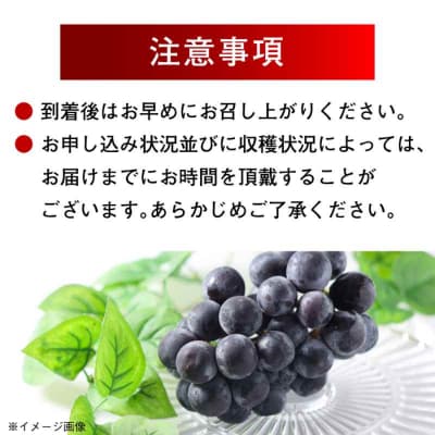 【先行受付】【8月下旬より順次発送】種無しピオーネ2kg(3-5房) [AGBN014]