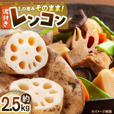 【先行受付】【1月上旬より順次発送】大洲産泥付きレンコン 約2.5kg[AGBN021]