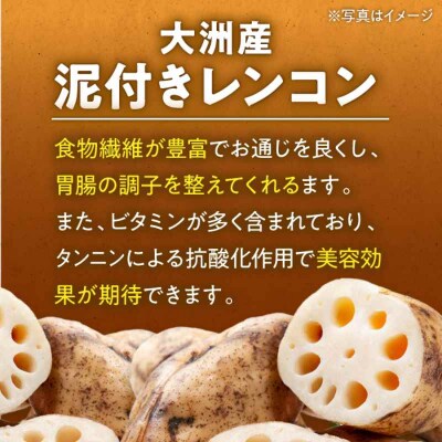 【先行受付】【1月上旬より順次発送】大洲産泥付きレンコン 約2.5kg[AGBN021]