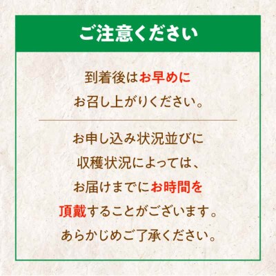 【先行受付】【10月上旬より順次発送】ムキ栗 800g (真空パック)[AGBN032]