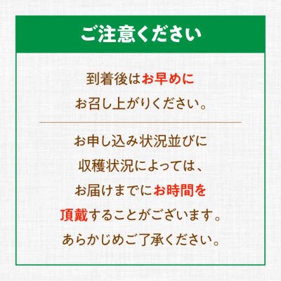 【先行受付】【9月上旬より順次発送】贈答用 特秀 シャインマスカット約2kg[AGBN044]