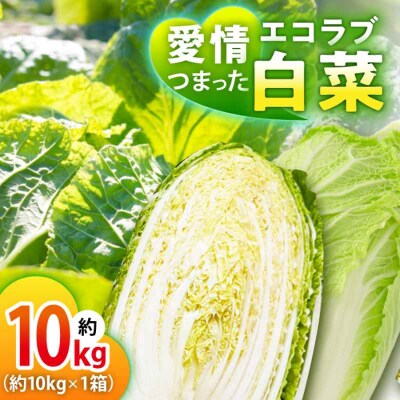 【先行受付】【11月中旬から順次発送】エコラブ白菜 約10kg(1箱) [AGBN049]