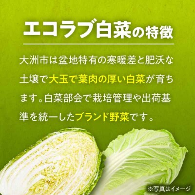 【先行受付】【11月中旬から順次発送】エコラブ白菜 約10kg(1箱) [AGBN049]
