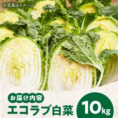【先行受付】【11月中旬から順次発送】エコラブ白菜 約10kg(1箱) [AGBN049]