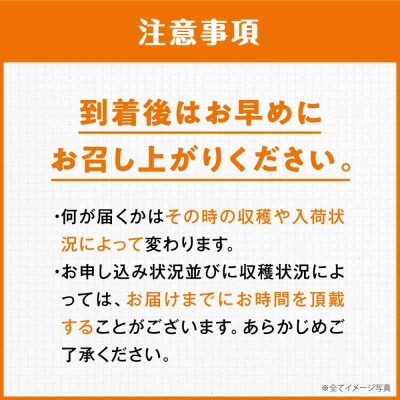 【先行受付】【3月上旬発送】柑橘おまかせセット [AGBN053]