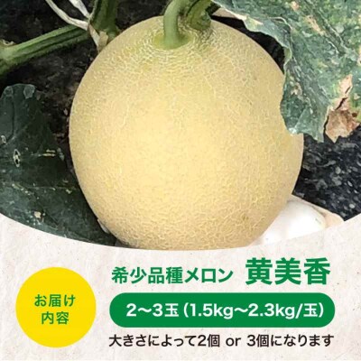 【先行受付】【6月下旬から順次発送】甘さ極まる希少品種!メロン 黄美香(2-3玉)[AGCX001]