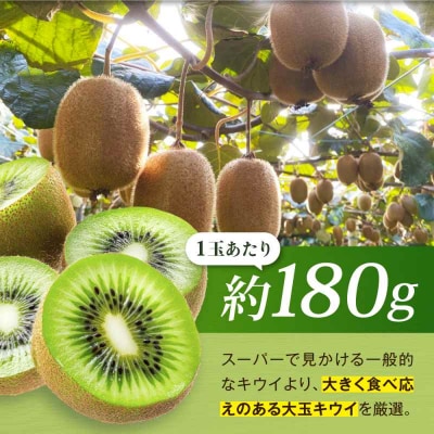 【先行受付】【11月上旬から順次発送】 キウイフルーツ 特大(5L) 12個[AGDC001]