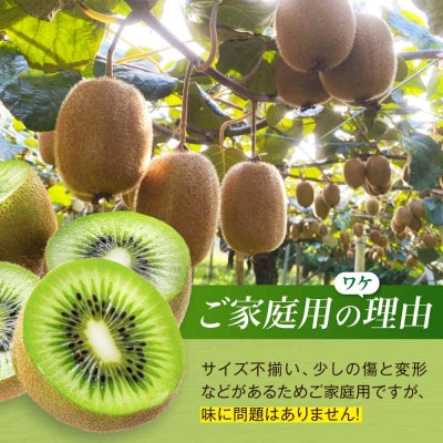 【先行受付】【11月上旬から順次発送】【ご家庭用】キウイフルーツ 18個 [AGDC007]