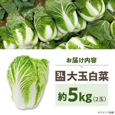 【先行受付】【11月下旬から順次発送】 白菜 3L×2玉(約5kg) [AGDH007]