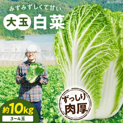 【先行受付】【11月下旬から順次発送】 白菜 3L×3-4玉(約10kg)[AGDH008]
