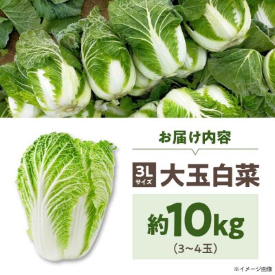 【先行受付】【11月下旬から順次発送】 白菜 3L×3-4玉(約10kg)[AGDH008]