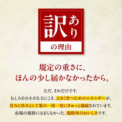 【先行受付】【12月上旬から順次配送】訳あり白菜 約5kg(3玉から4玉) [AGEK001]
