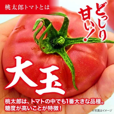 【先行受付】【4月中旬から順次発送】 トマト 桃太郎 12-15玉 約2.3kg [AGCX003]