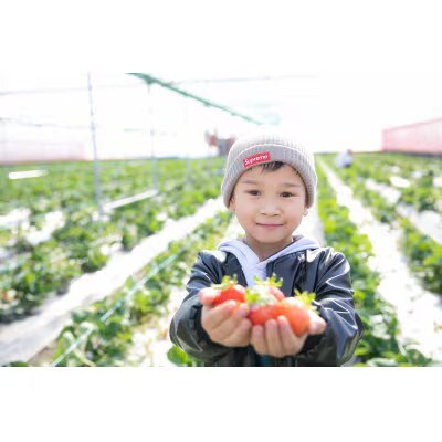 いちごファームキララの冷凍あまおう 2kg　500g×4袋(筑前町)