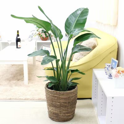 【2026年3月中旬以降発送】オーガスタ 8号 ブラウンバスケット鉢カバー 土の表面:ウッドチップ