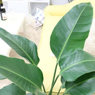 【2026年3月中旬以降発送】オーガスタ 8号 ブラウンバスケット鉢カバー 土の表面:ウッドチップ