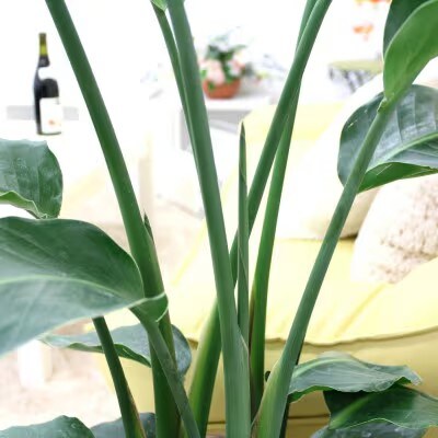 【2026年3月中旬以降発送】オーガスタ 8号 ブラウンバスケット鉢カバー 土の表面:ウッドチップ