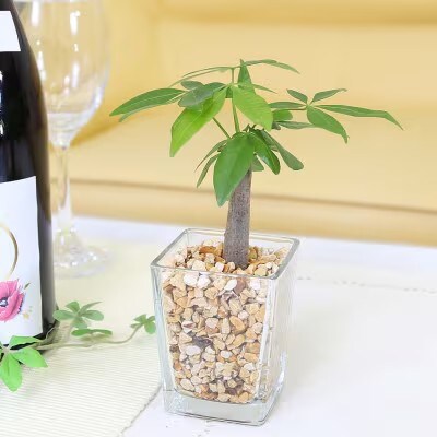 土を使わない清潔なミニ観葉植物 ゼオライト植え・ガラス鉢 スクエア形 2鉢 (パキラのみ)