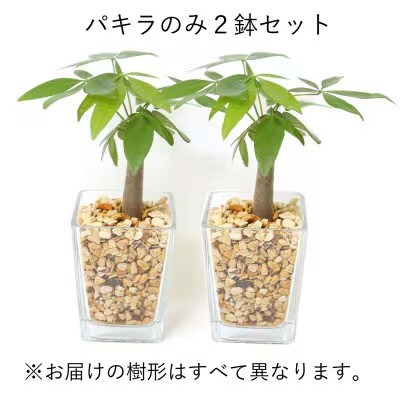 土を使わない清潔なミニ観葉植物 ゼオライト植え・ガラス鉢 スクエア形 2鉢 (パキラのみ)