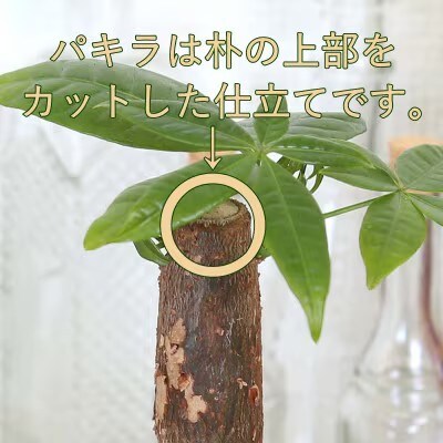 土を使わない清潔なミニ観葉植物 ゼオライト植え・ガラス鉢 スクエア形 2鉢 (パキラのみ)