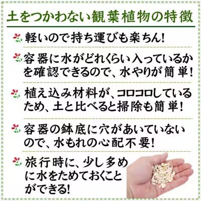 土を使わない清潔なミニ観葉植物 ゼオライト植え・ガラス鉢 スクエア形 2鉢 (パキラのみ)