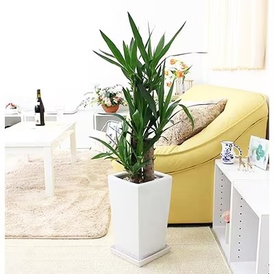 【2026年1月下旬発送】青年の木(ユッカ) 7号+ホワイトスクエア陶器鉢 ストレート